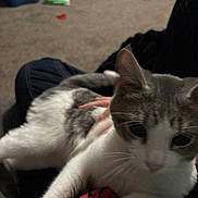 Chichi joined the competition — help win amazing prizes! cat, gray_cat, white_cat, pet, animal, feline, indoors, cozy, sleepy, relaxed, lounging, lap, blanket, clothing, carpet, whiskers, ears, close_up, home, portrait