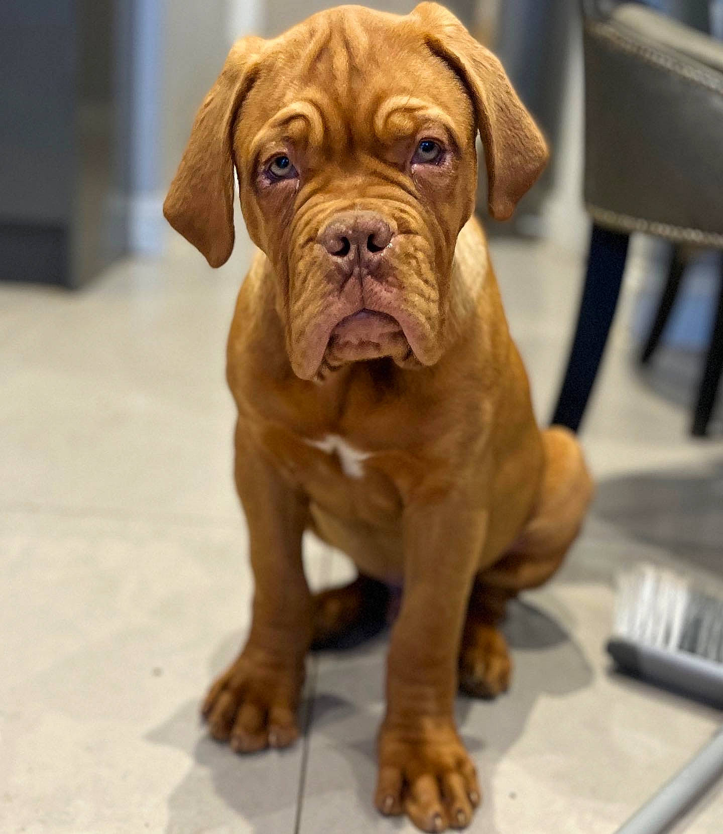 Kol is registered to the contest to win money with this photo: ancient_dog_breeds, art, canidae, carnivore, chair, companion_dog, dog, dog_breed, dog_collar, fawn, flooring, liver, molosser, shar_pei, snout, sporting_group, wood, working_animal, working_dog, wrinkle