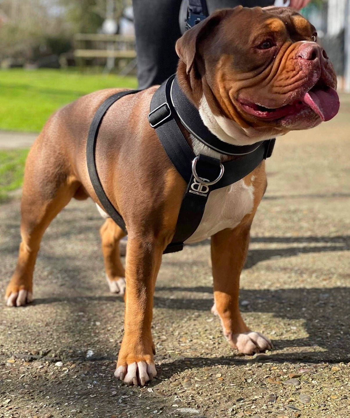Kobe joined the competition — help win amazing prizes! bulldog, canidae, carnivore, collar, companion_dog, dog, dog_breed, dog_collar, dog_supply, fashion_accessory, fawn, fur, leash, paw, road_surface, snout, sporting_group, sunglasses, terrestrial_animal, wrinkle