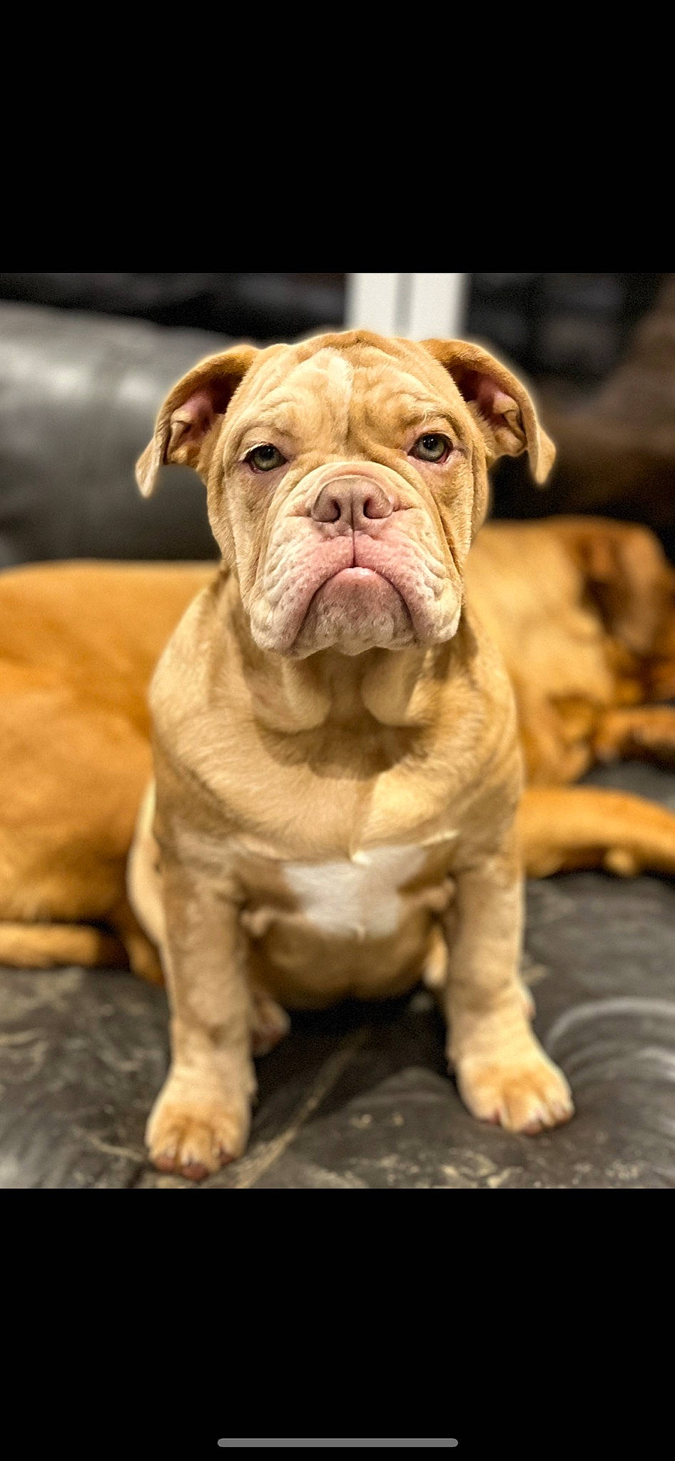 Skylar joined the competition — help win amazing prizes! bulldog, canidae, carnivore, companion_dog, dog, dog_breed, fawn, grass, non_sporting_group, puppy, snout, sporting_group, terrestrial_animal, toy_dog, whiskers, white_english_bulldog, window, wood, working_animal, wrinkle