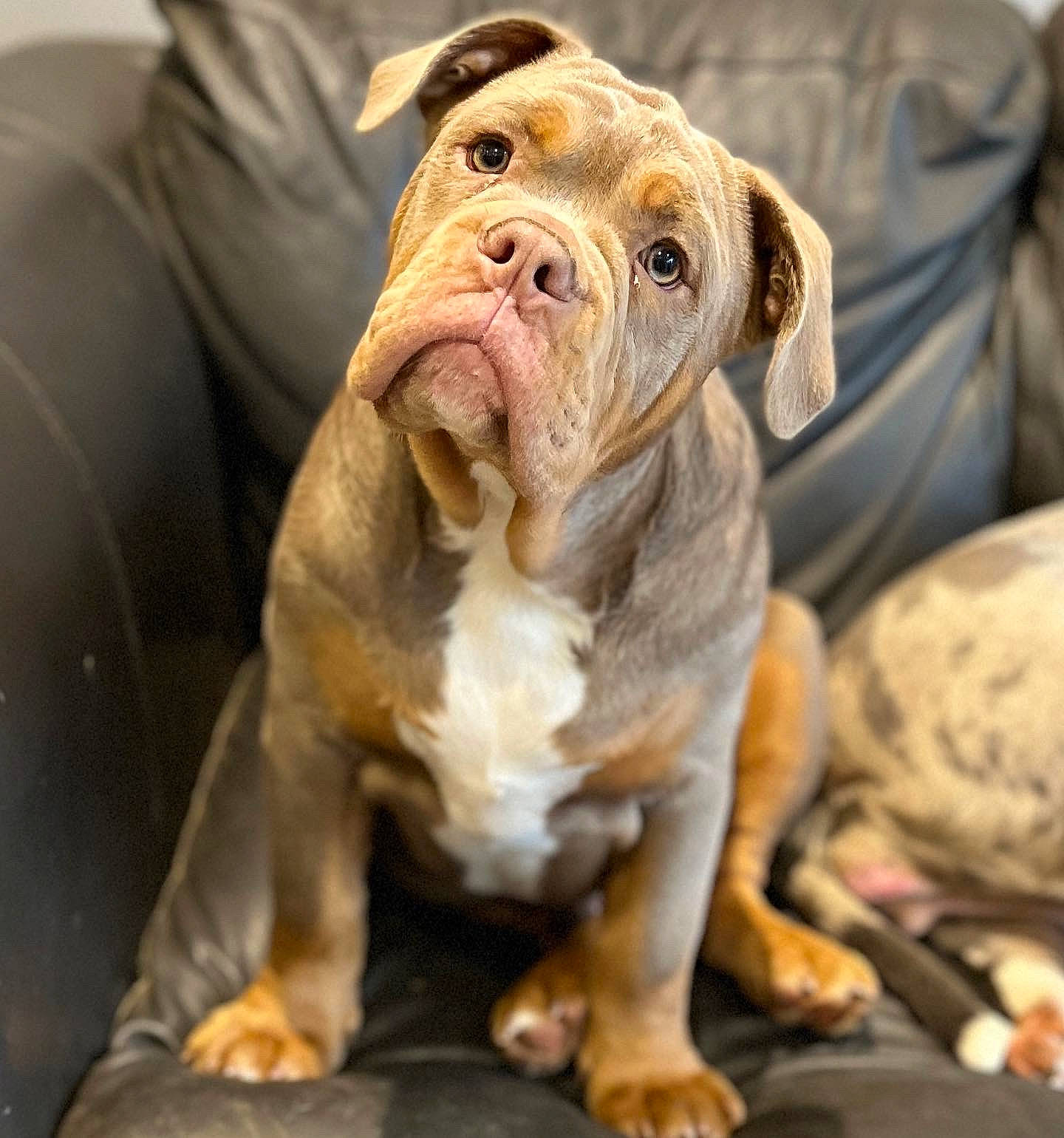 Kyro is registered to the contest to win money with this photo: bulldog, canidae, carnivore, comfort, companion_dog, couch, dog, dog_breed, dorset_olde_tyme_bulldogge, fawn, fur, liver, non_sporting_group, puppy, snout, terrestrial_animal, whiskers, white_english_bulldog, working_animal, wrinkle