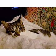 Annabelle is registered to the contest to win money with this photo: animal, cat, comfort, cozy, cute, ears, eyes, feline, fluffy_blanket, fur, home, indoor, patterned_background, pet, relaxed, resting, sleepy, soft, tabby, whiskers