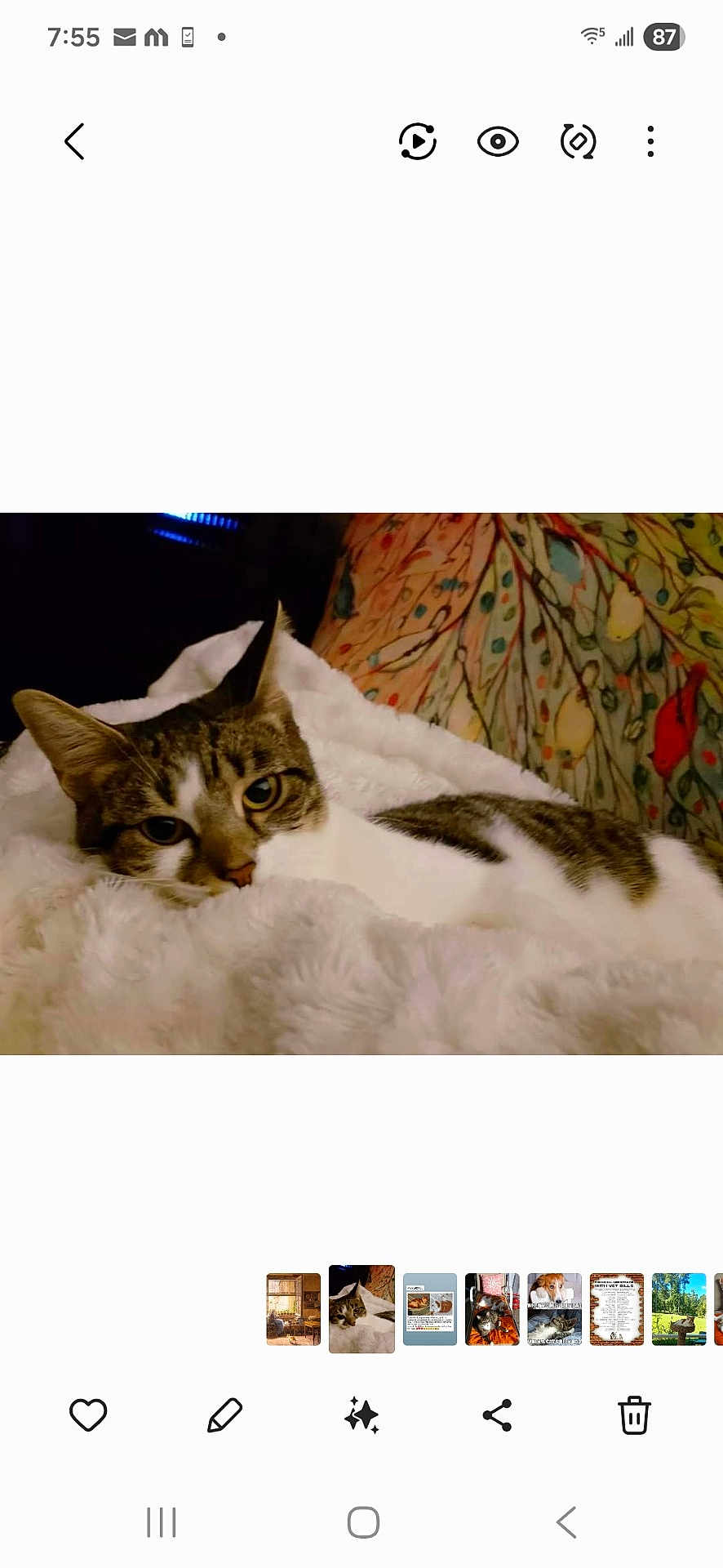 Annabelle is registered to the contest to win money with this photo: animal, cat, comfort, cozy, cute, ears, eyes, feline, fluffy_blanket, fur, home, indoor, patterned_background, pet, relaxed, resting, sleepy, soft, tabby, whiskers