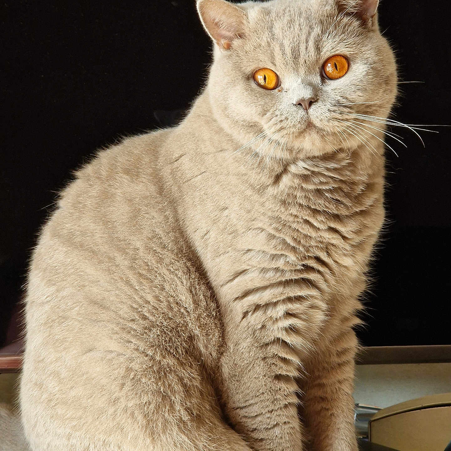 Ted a rejoint le concours — aidez-le/la à gagner de superbes lots ! amber_eyes, animal, beige_fur, cat, closeup, curious, cute, domestic_cat, ears, face, feline, fluffy, furry, indoor, paw, pet, portrait, sitting, whiskers, wooden_surface