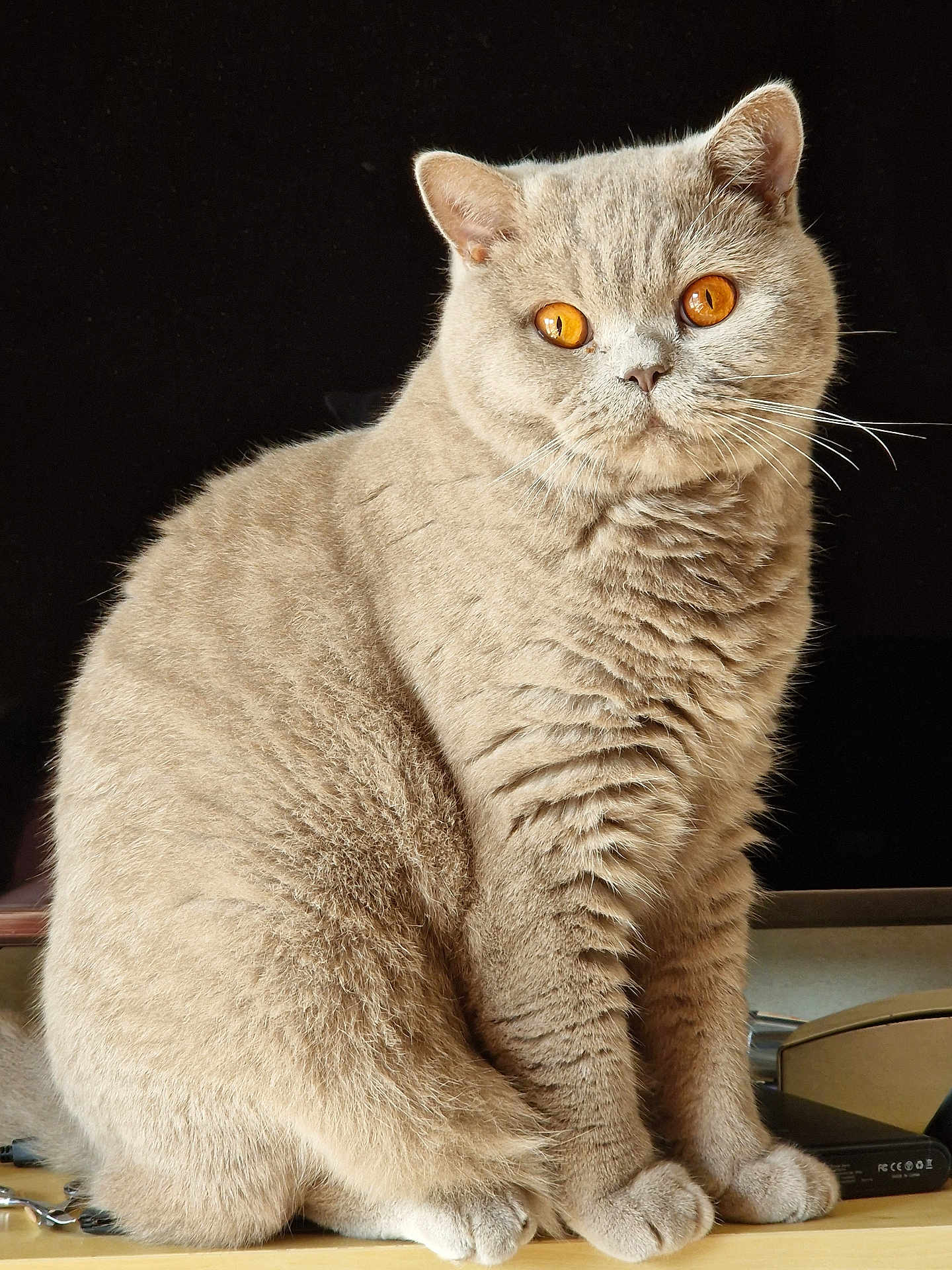 Ted a rejoint le concours — aidez-le/la à gagner de superbes lots ! amber_eyes, animal, beige_fur, cat, closeup, curious, cute, domestic_cat, ears, face, feline, fluffy, furry, indoor, paw, pet, portrait, sitting, whiskers, wooden_surface