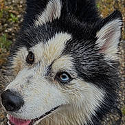 Opale participe au concours pour gagner de l'argent avec cette photo : dog, siberian_husky, heterochromatic_eyes, wet_fur, smiling, happy, outdoor, gravel, close_up, pet, animal, black_and_white_fur, portrait, canine, looking_up, leash, nature, friendly, cute, fur