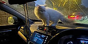 Fluffy joined the competition — help win amazing prizes! blur, car, car_interior, cat, dashboard, dashboard_lights, electronics, fluffy_cat, night, parking, rearview_mirror, reflection, seat, seatbelt, steering_wheel, streetlight, technology, urban, vehicle, window