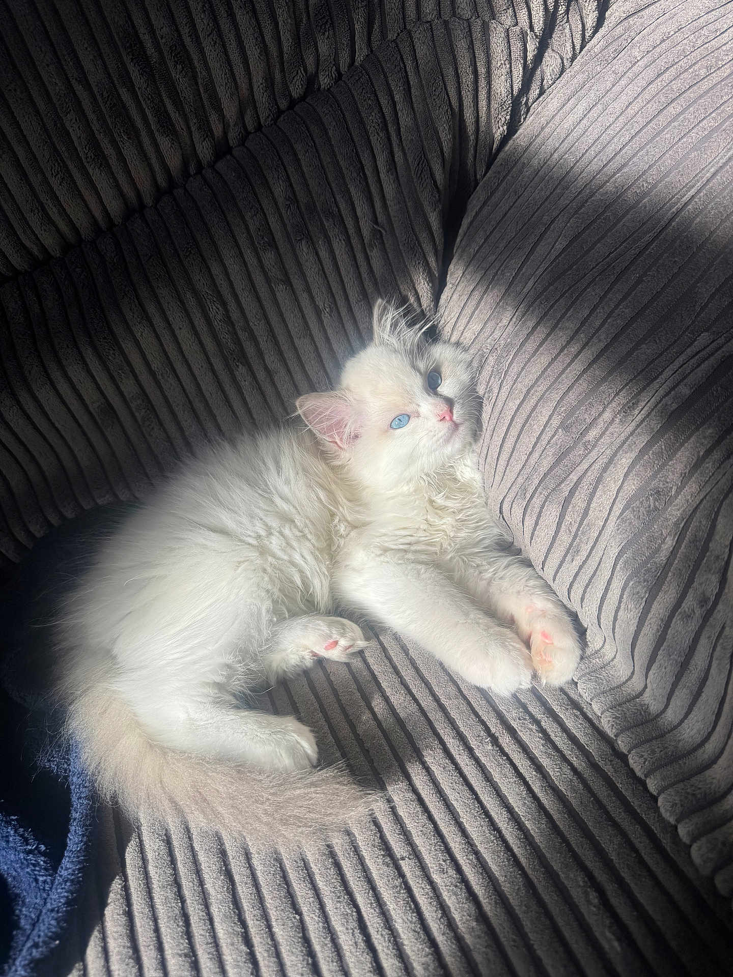 Fluffy