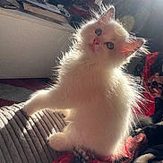 Fluffy is registered to the contest to win money with this photo: animal, blanket, cat, cozy, curious, cute, ears, feline, fluffy, fur, home, indoor, kitten, pet, sitting, soft_light, sunlight, whiskers, white_fur, window