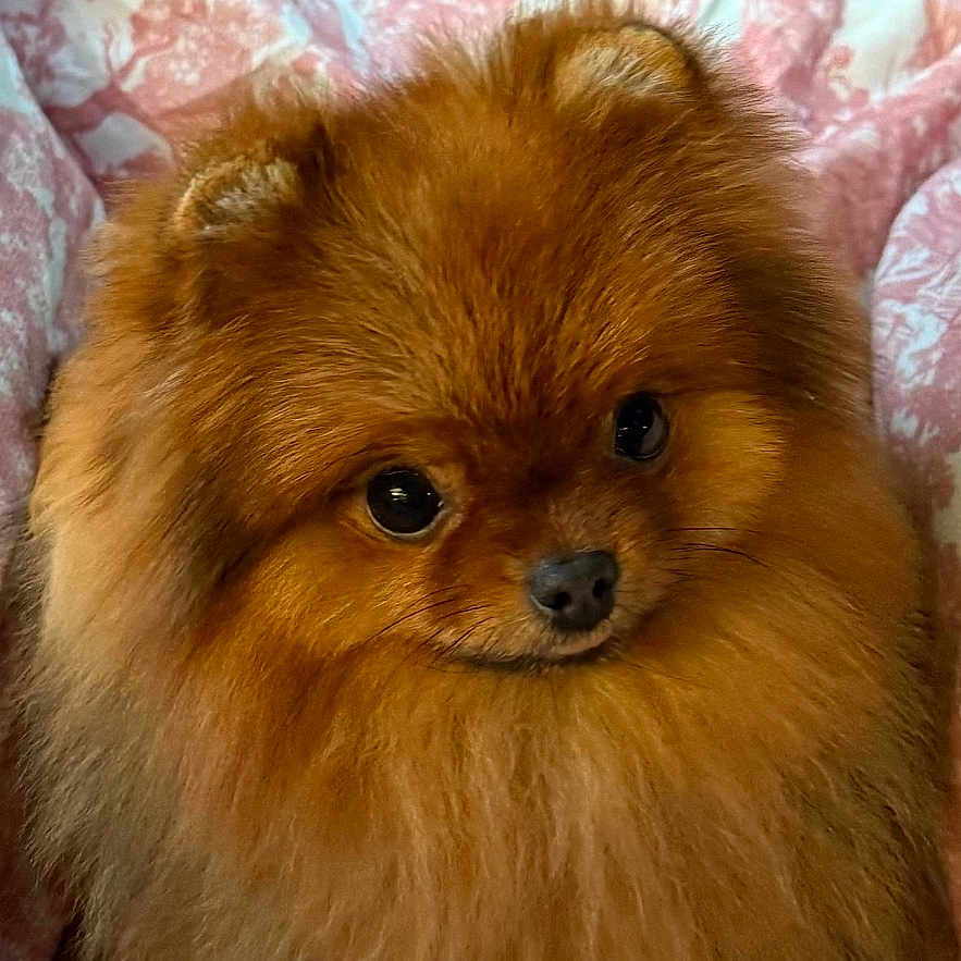 Vanille participe au concours pour gagner de l'argent avec cette photo : animal, blanket, brown, canine, closeup, companion, cozy, cute, cute_pet, dog, domestic_animal, fluffy, fur, furry, indoor, pet, pomeranian, portrait, resting, small_dog
