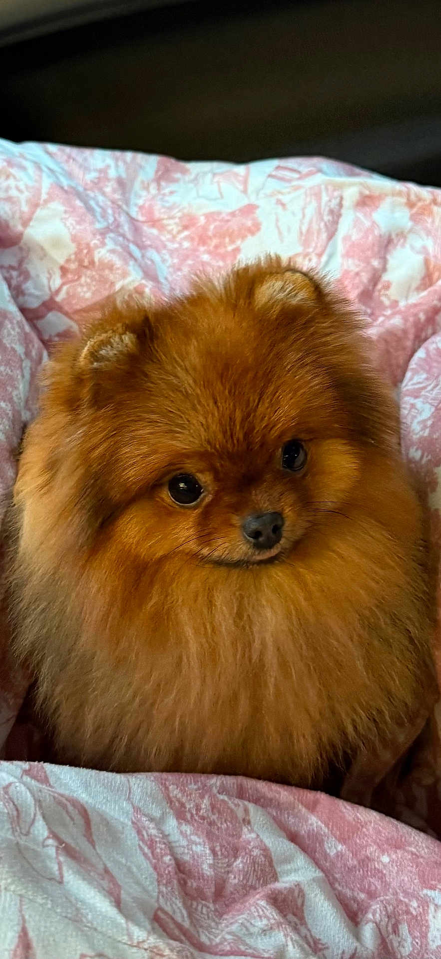 Vanille participe au concours pour gagner de l'argent avec cette photo : dog, pomeranian, fluffy, brown, pet, cute, animal, fur, blanket, cozy, indoor, small_dog, portrait, companion, cute_pet, canine, domestic_animal, furry, closeup, resting