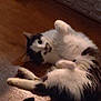 Bella is registered to the contest to win money with this photo: cat, black_and_white, fluffy, lying_down, wooden_floor, sock, box, snacks, indoor, pet, animal, curious, playful, relaxed, feline, soft, domestic, cute, cozy, casual