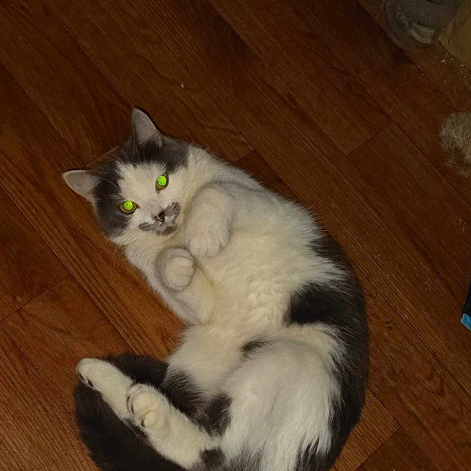 Bella is registered to the contest to win money with this photo: animal, black_and_white, cat, cozy, cute, domestic_cat, fur, household, indoor, looking_up, lying_down, paws, pet, pet_toy, playful, relaxed, slipper, tail, whiskers, wooden_floor