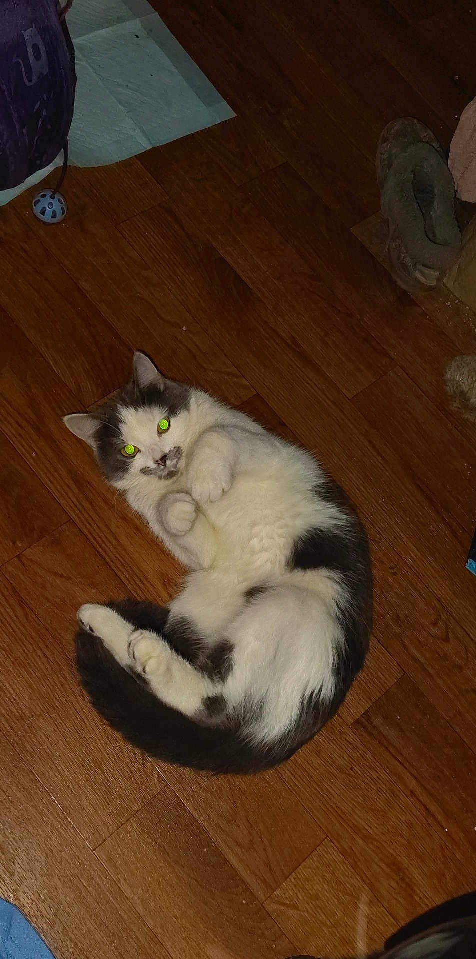 Bella is registered to the contest to win money with this photo: cat, black_and_white, lying_down, wooden_floor, pet_toy, slipper, indoor, fur, animal, cute, looking_up, domestic_cat, playful, cozy, relaxed, whiskers, tail, paws, household, pet