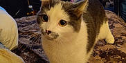 Bella joined the competition — help win amazing prizes! cat, pet, remote_control, bed, blanket, indoor, furniture, television, plush_toy, shelf, couch, animal, white, gray, curious, paw, eyes, cozy, room, pattern