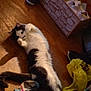 Bella joined the competition — help win amazing prizes! cat, playing, floor, wooden_floor, sock, yellow_bag, plastic_bag, box, water_bottle, indoor, pet, animal, stretching, black_and_white_cat, tail, paws, home, messy, light, shadow