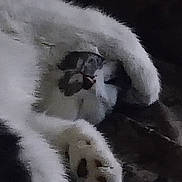 Bella is registered to the contest to win money with this photo: cat, white_cat, paw, stretching, sleeping, feline, close_up, indoor, cozy, resting, fur, animal, pet, cute, whiskers, claw, domestic_animal, relaxing, face, paw_pad