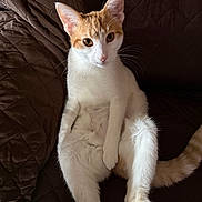 Lilyann joined the competition — help win amazing prizes! cat, ginger_cat, white_cat, pet, animal, sitting, quilted_blanket, indoor, feline, whiskers, ears, tail, curious, relaxed, fur, paws, looking_at_camera, cute, domestic_animal, portrait