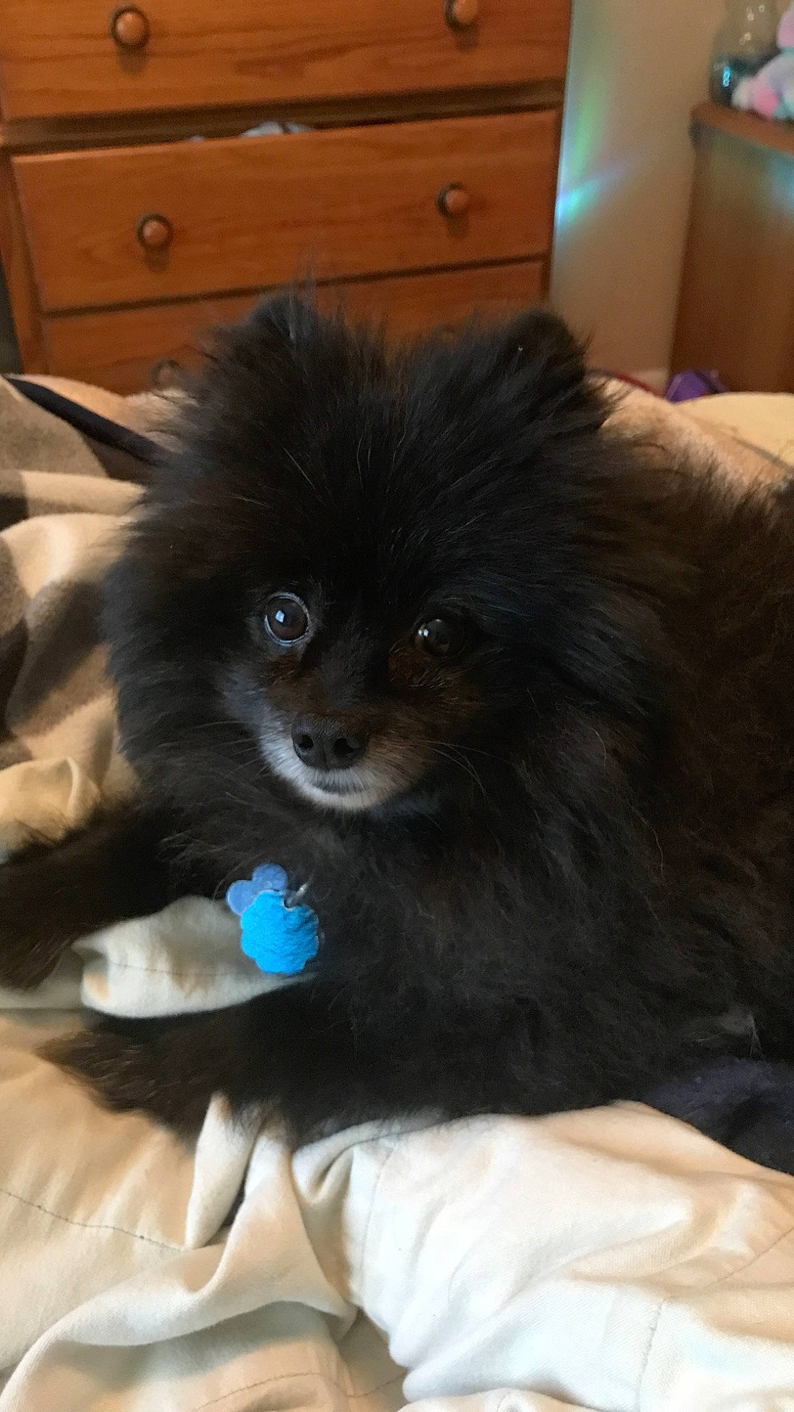 Coco Midnight joined the competition — help win amazing prizes! cabinetry, carnivore, chest, chest_of_drawers, companion_dog, dog, dog_breed, drawer, fawn, fur, german_spitz, german_spitz_klein, german_spitz_mittel, hardwood, snout, spitz, sporting_group, toy_dog, whiskers, working_animal