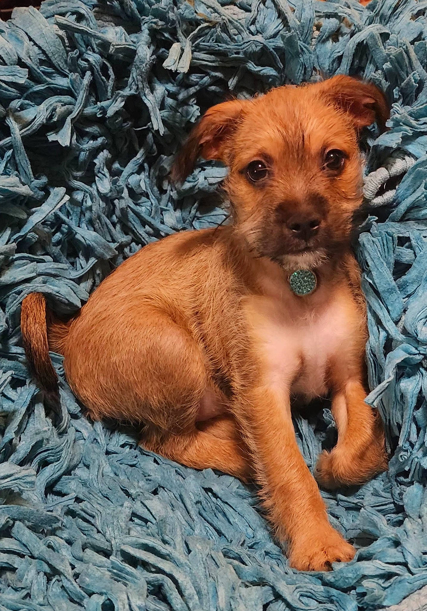 Pisces joined the competition — help win amazing prizes! canidae, carnivore, companion_dog, dog, dog_breed, fawn, fur, liver, puppy, snout, sporting_group, terrestrial_animal, whiskers, working_animal