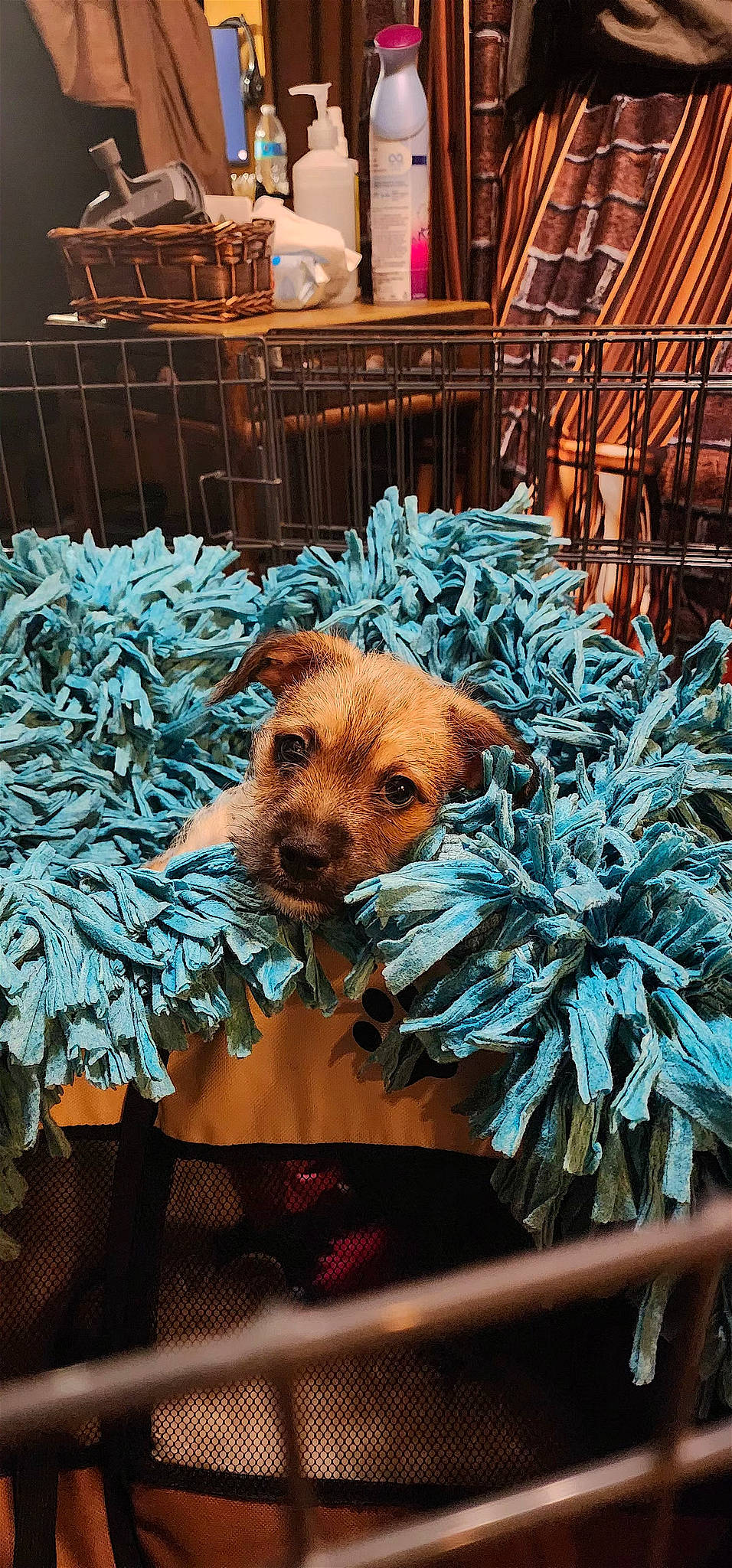 Pisces is registered to the contest to win money with this photo: art, carnivore, conifer, fawn, fur, grass, green, metal, pattern, plant, snout, terrestrial_animal, terrestrial_plant, textile, toy, trunk, whiskers, wildlife, wood, working_animal