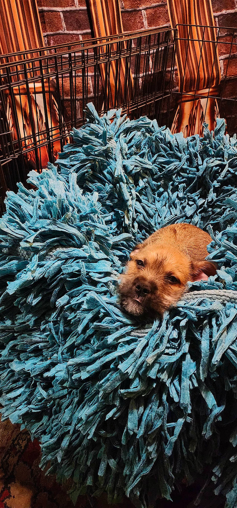 Pisces is registered to the contest to win money with this photo: art, canidae, carnivore, companion_dog, conifer, dog, dog_breed, fur, grass, snout, sporting_group, terrestrial_animal, wildlife, winter, wood