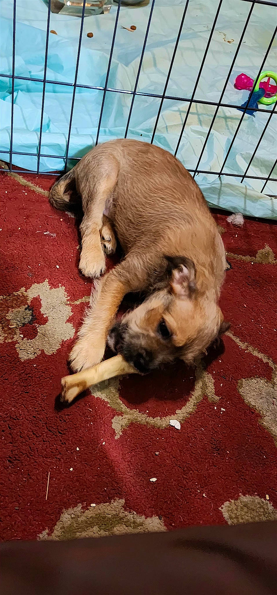 Pisces is registered to the contest to win money with this photo: canidae, carnivore, comfort, companion_dog, dog, dog_breed, fawn, flooring, fur, liver, paw, pet_supply, snout, sporting_group, suidae, terrestrial_animal, working_animal, wrinkle