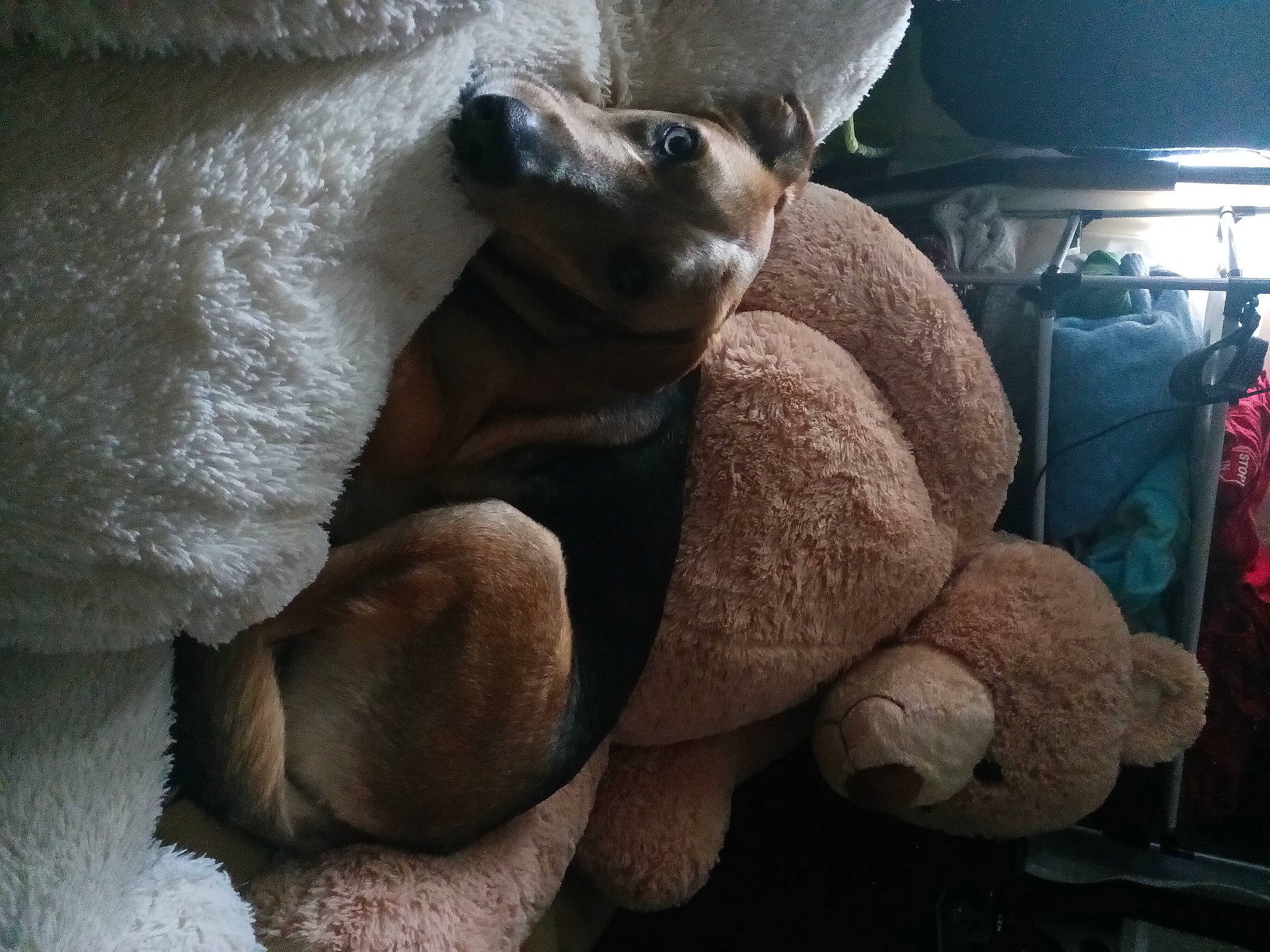 Echo joined the competition — help win amazing prizes! bag, canidae, car_seat, carnivore, comfort, companion_dog, dog, dog_breed, fawn, grey, guard_dog, head_restraint, human_leg, luggage_and_bags, snout, sporting_group, terrestrial_animal, toy_dog, trunk, working_animal