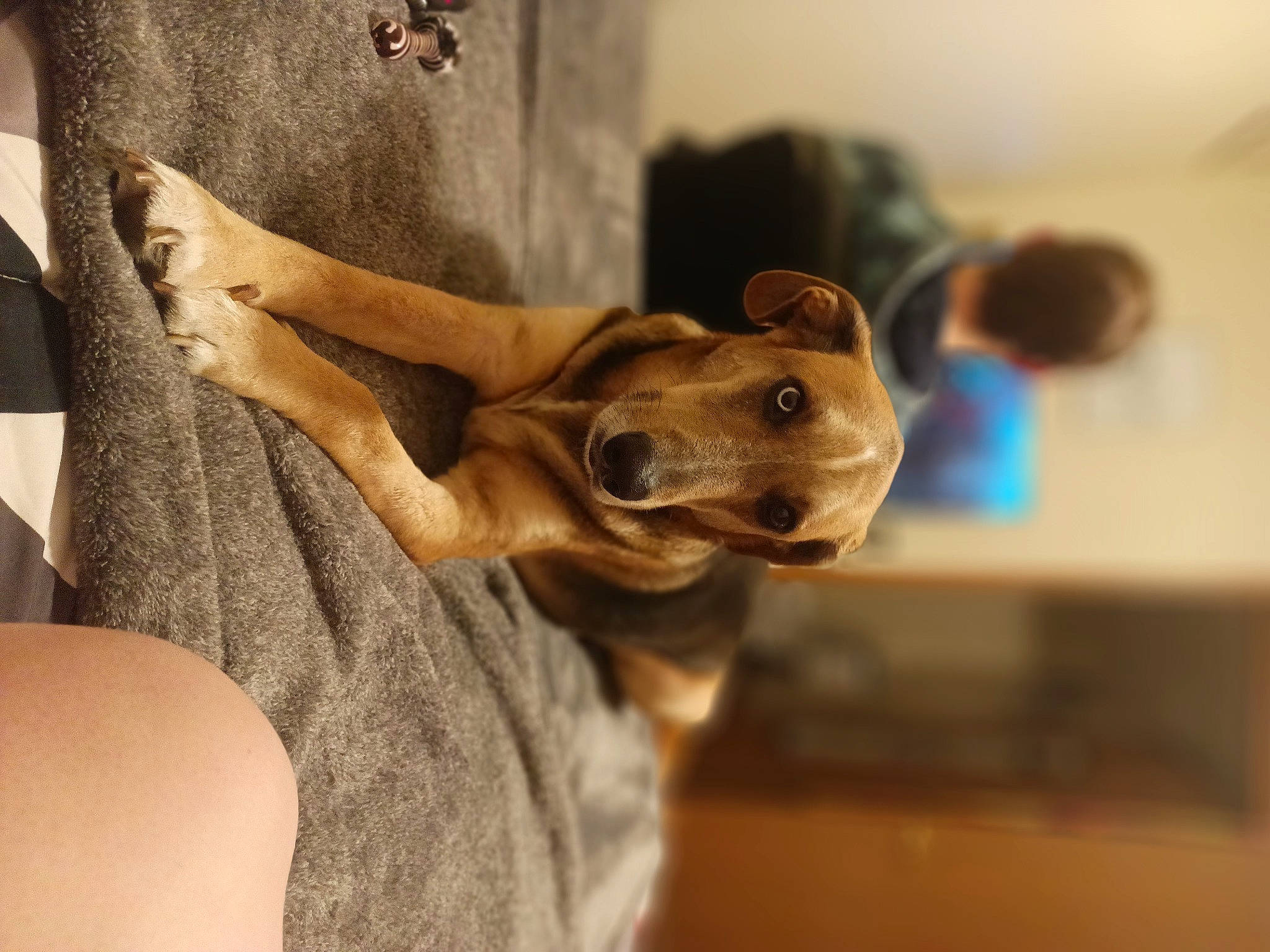 Echo joined the competition — help win amazing prizes! canidae, carnivore, collar, comfort, companion_dog, dog, dog_breed, dog_collar, ear, fawn, fur, gesture, human_leg, snout, sporting_group, street_dog, toy_dog, whiskers, wood, working_animal