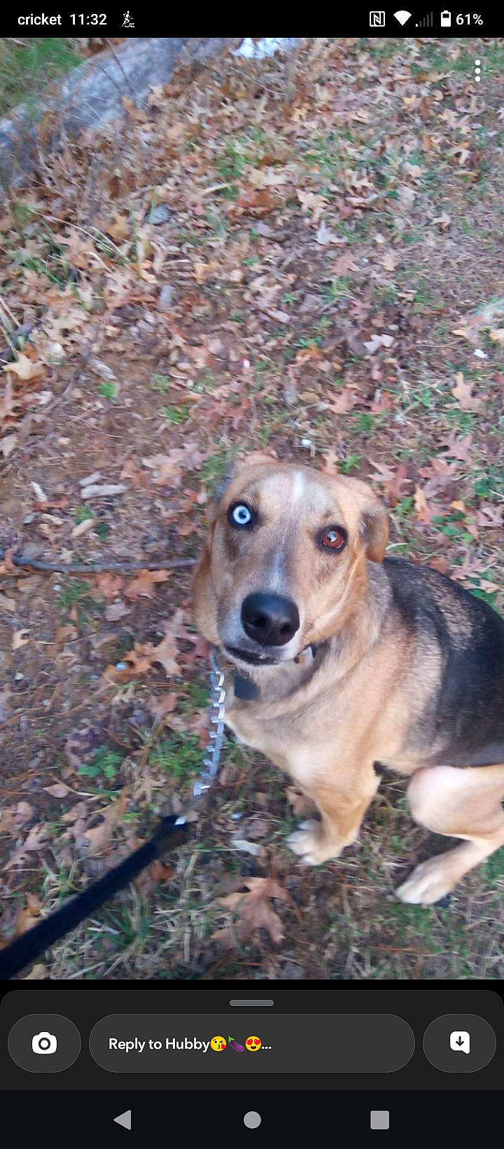 Echo joined the competition — help win amazing prizes! canidae, carnivore, companion_dog, dog, dog_breed, fawn, fur, grass, plant, snout, soil, sporting_group, terrestrial_animal, tree, whiskers, wildlife, working_dog