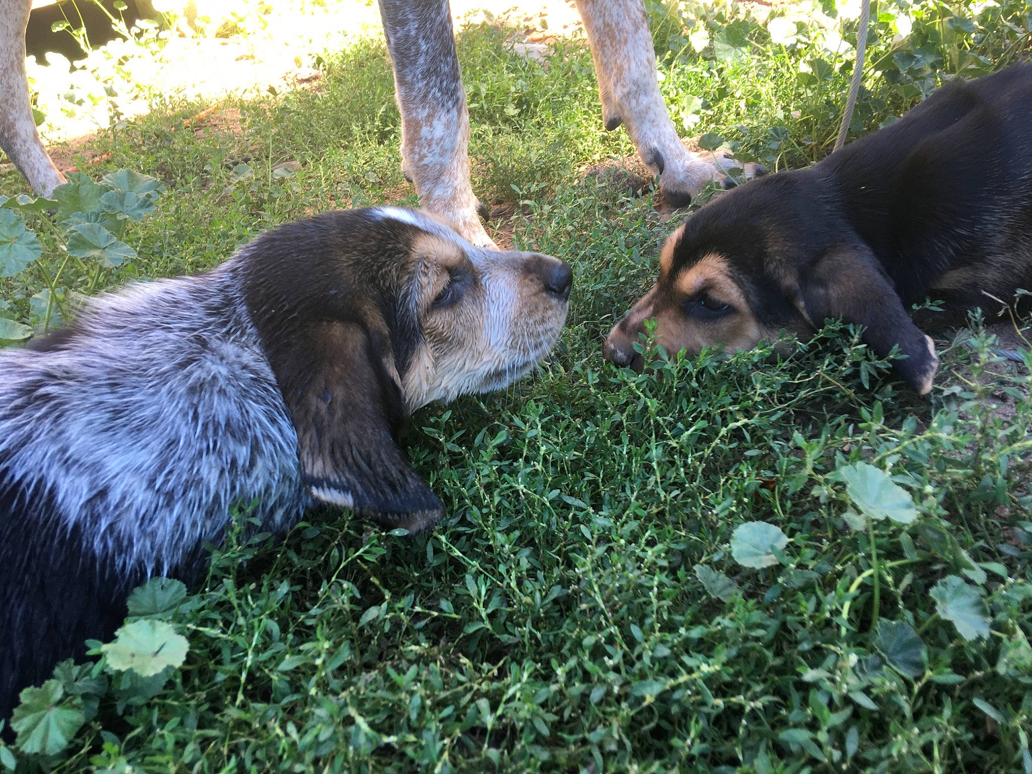 Chan is registered to the contest to win money with this photo: basset_bleu_de_gascogne, bluetick_coonhound, canidae, carnivore, dog, dog_breed, grand_bleu_de_gascogne, hound, hunting_dog, mammal, sporting_group, vertebrate