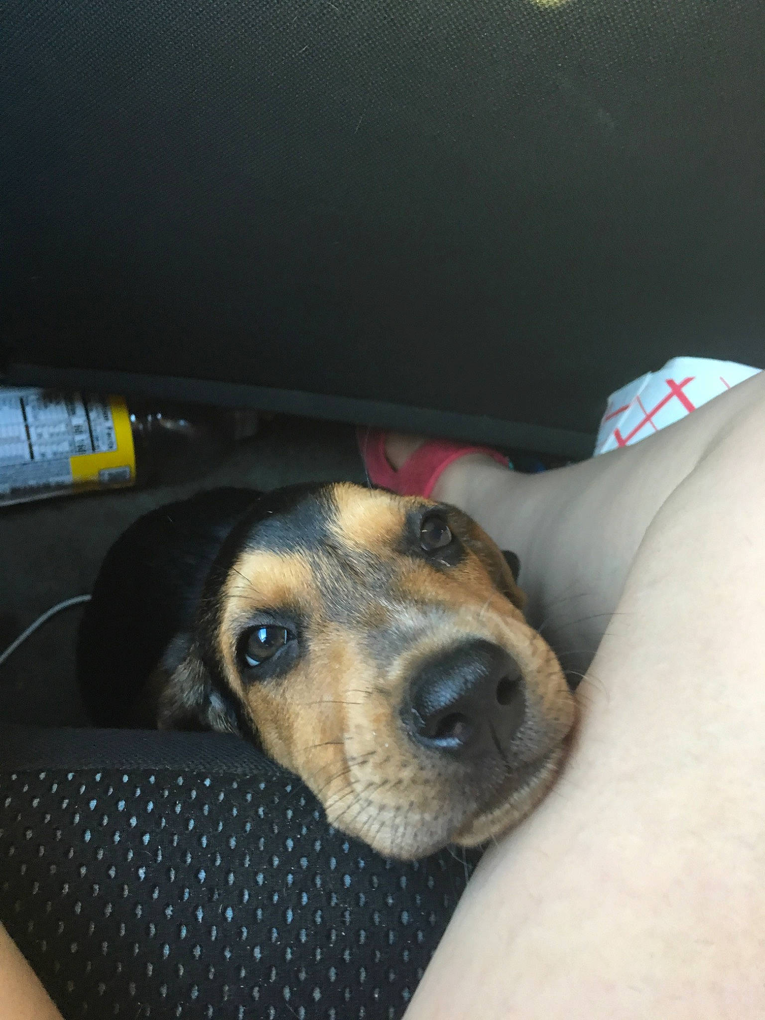 Chan is registered to the contest to win money with this photo: beagador, canidae, carnivore, coonhound, dachshund, dog, dog_breed, ear, head, mammal, nose, puppy, puppy_love, snout, sporting_group