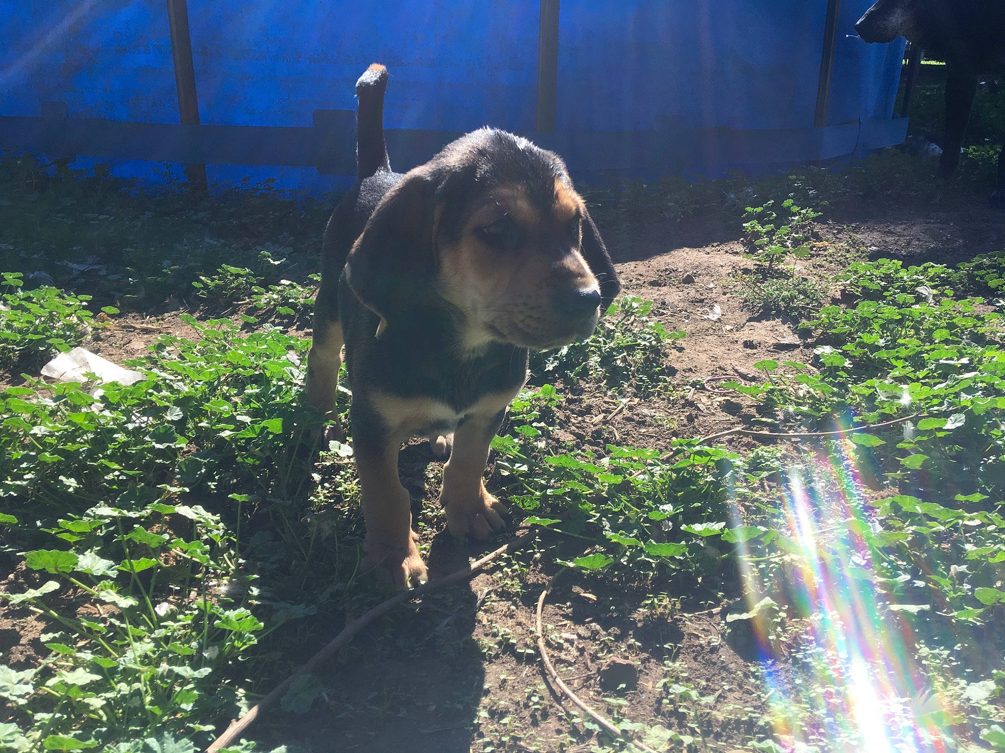 Chan is registered to the contest to win money with this photo: canidae, carnivore, coonhound, dog, dog_breed, hound, hunting_dog, montenegrin_mountain_hound, sporting_group