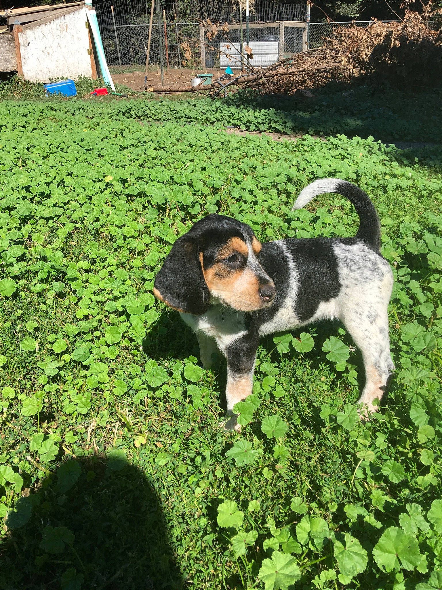 Monroe is registered to the contest to win money with this photo: beagle, bluetick_coonhound, canidae, carnivore, companion_dog, coonhound, dog, dog_breed, estonian_hound, finnish_hound, grass, hunting_dog, mammal, plant, pocket_beagle, puppy, rare_breed_dog, serbian_tricolour_hound, treeing_walker_coonhound, vertebrate