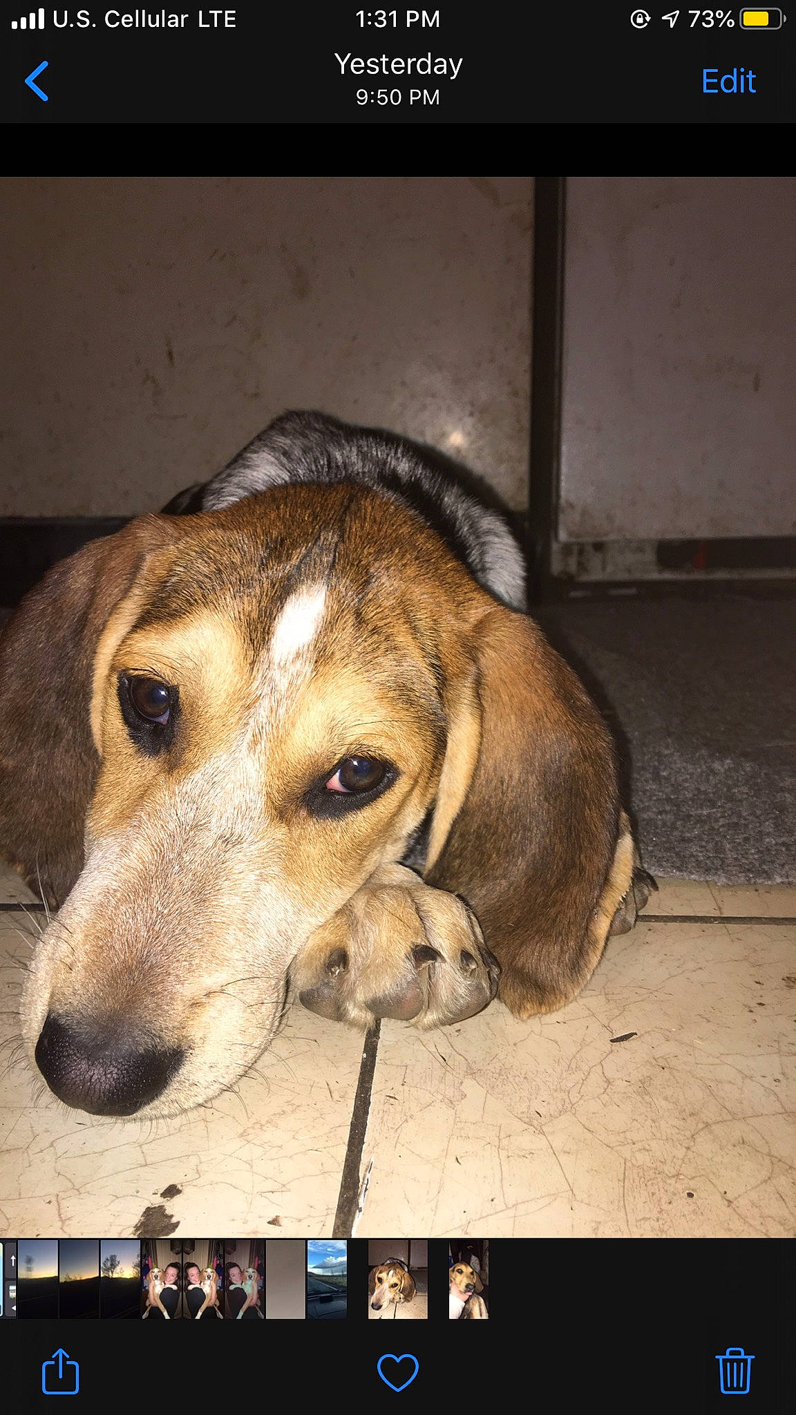 Monroe joined the competition — help win amazing prizes! american_foxhound, animal_shelter, beagador, beagle, beagle_harrier, canidae, carnivore, companion_dog, dog, dog_breed, estonian_hound, grand_anglo_francais_tricolore, harrier, mammal, photo_caption, rare_breed_dog, snout, street_dog