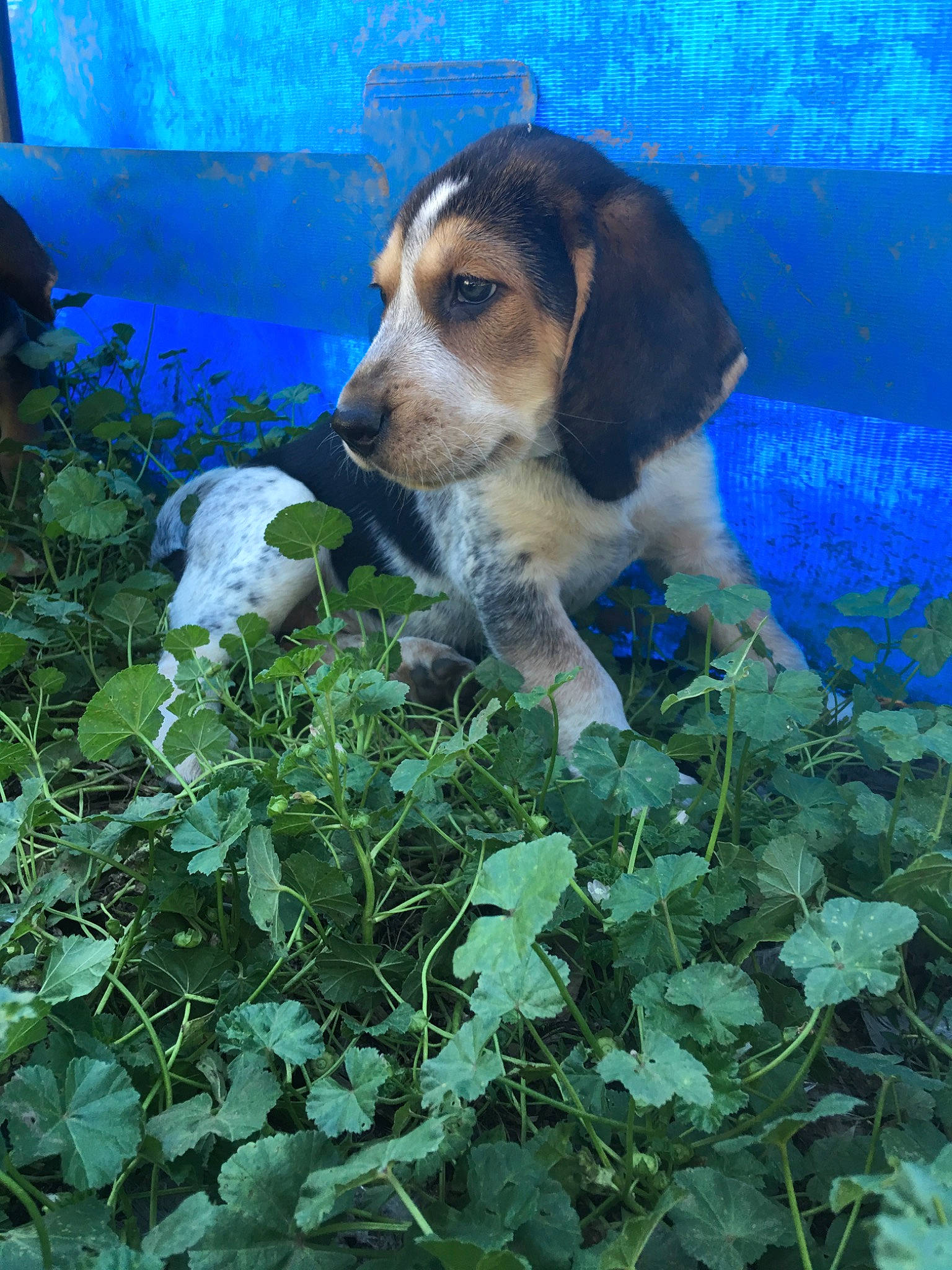 Monroe joined the competition — help win amazing prizes! american_foxhound, beagle, beagle_harrier, canidae, carnivore, coonhound, dog, dog_breed, english_foxhound, estonian_hound, finnish_hound, harrier, hound, mammal, pocket_beagle, scent_hound, serbian_hound, serbian_tricolour_hound, treeing_walker_coonhound, vertebrate