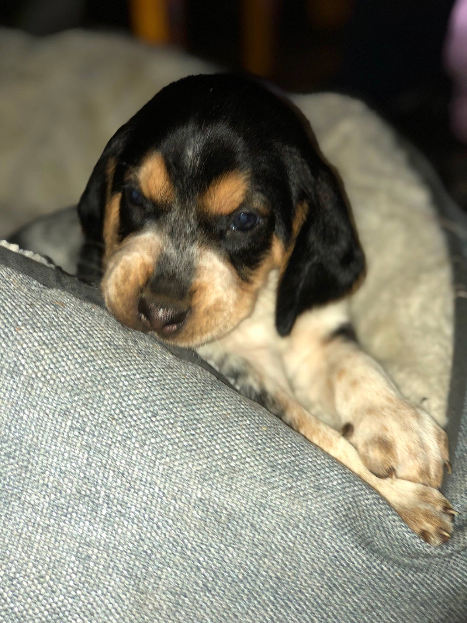 Monroe is registered to the contest to win money with this photo: beagador, beagle, beaglier, bluetick_coonhound, canidae, carnivore, companion_dog, coonhound, dog, dog_breed, mammal, pocket_beagle, puppy, rare_breed_dog, snout, vertebrate