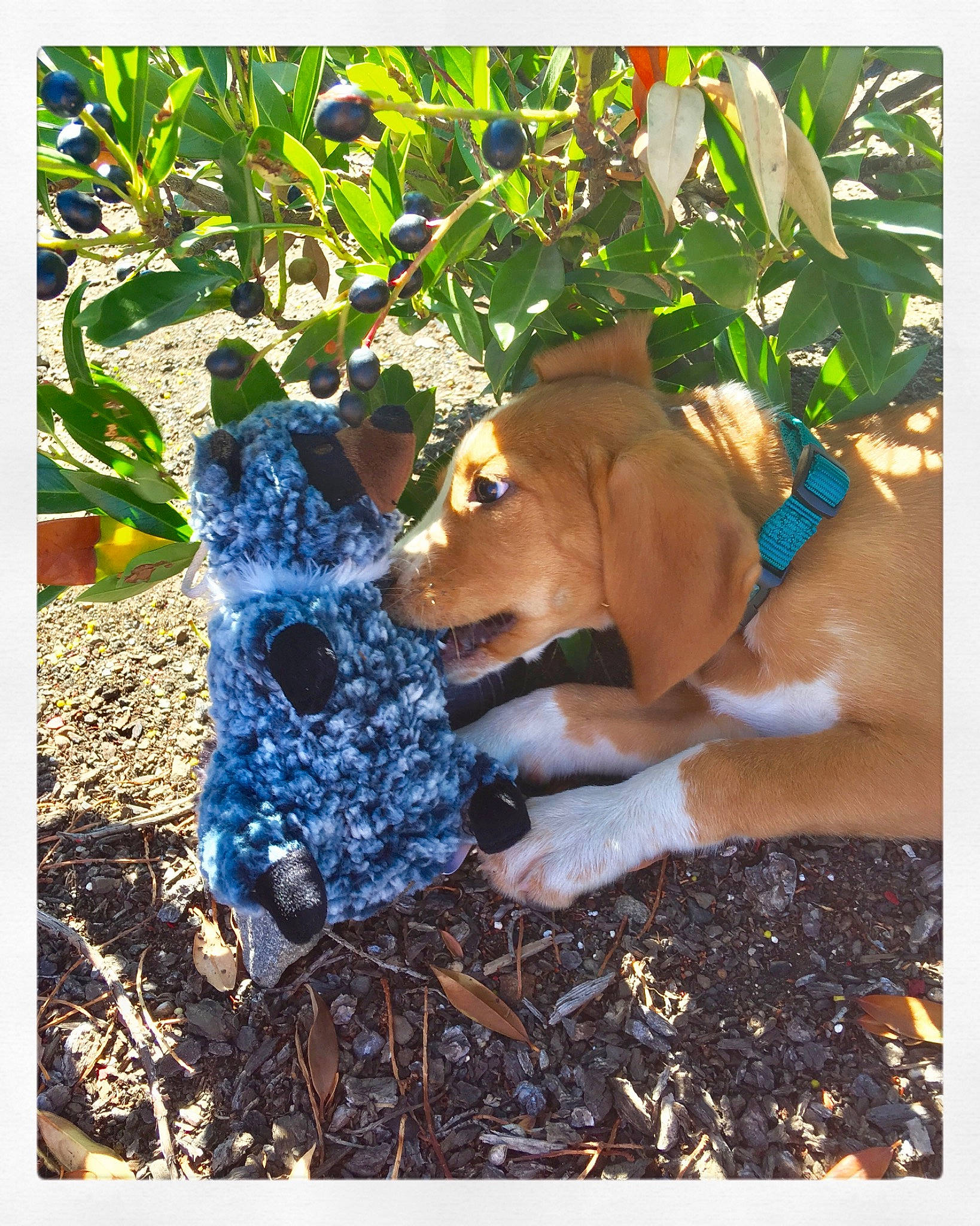 Daisy Duke joined the competition — help win amazing prizes! adaptation, canidae, carnivore, dog, fawn, sporting_group