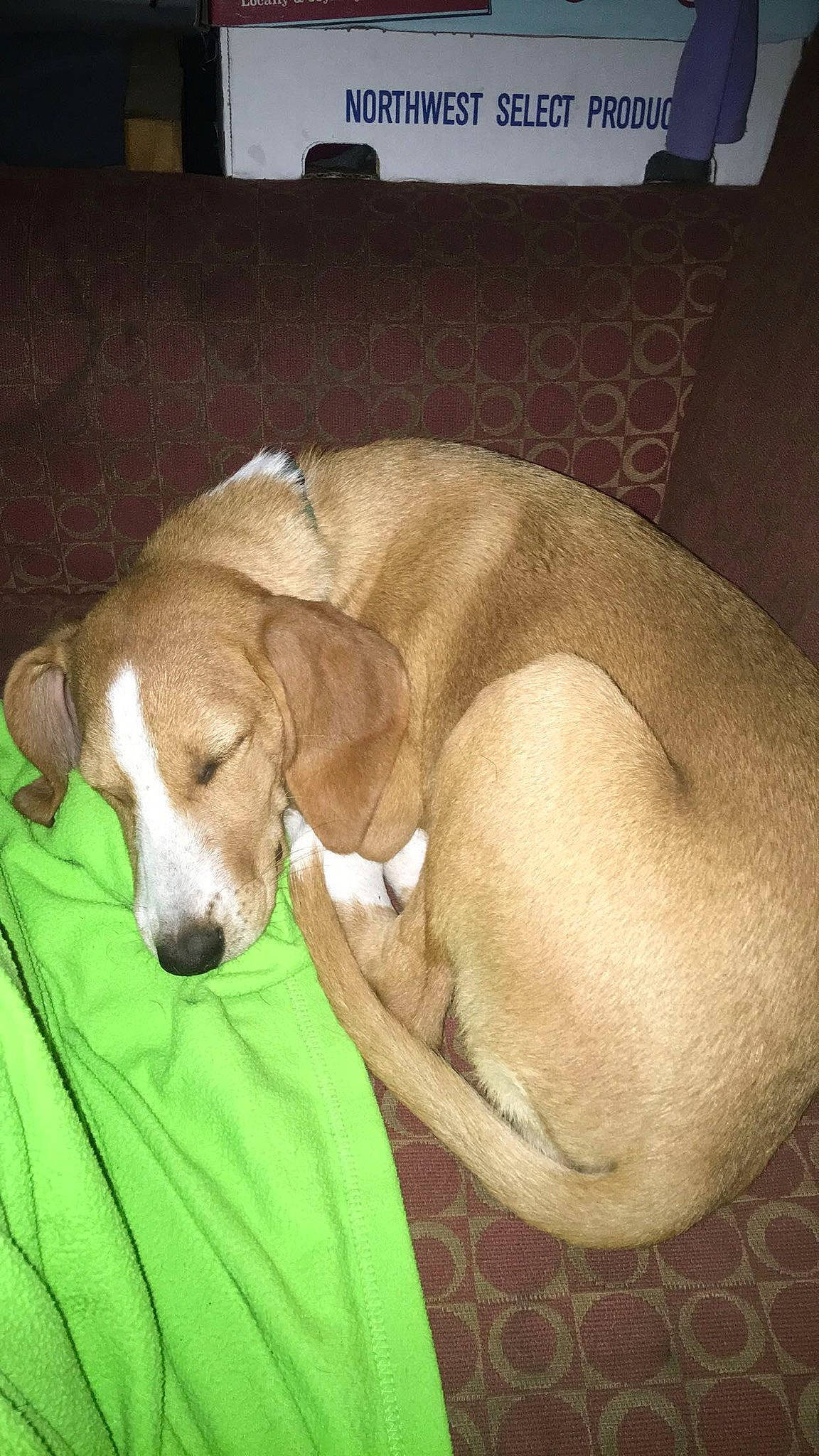 Daisy Duke joined the competition — help win amazing prizes! azawakh, beagador, beagle, canidae, carnivore, dog, dog_breed, fawn, harrier, mammal, posavac_hound, sporting_group, vertebrate