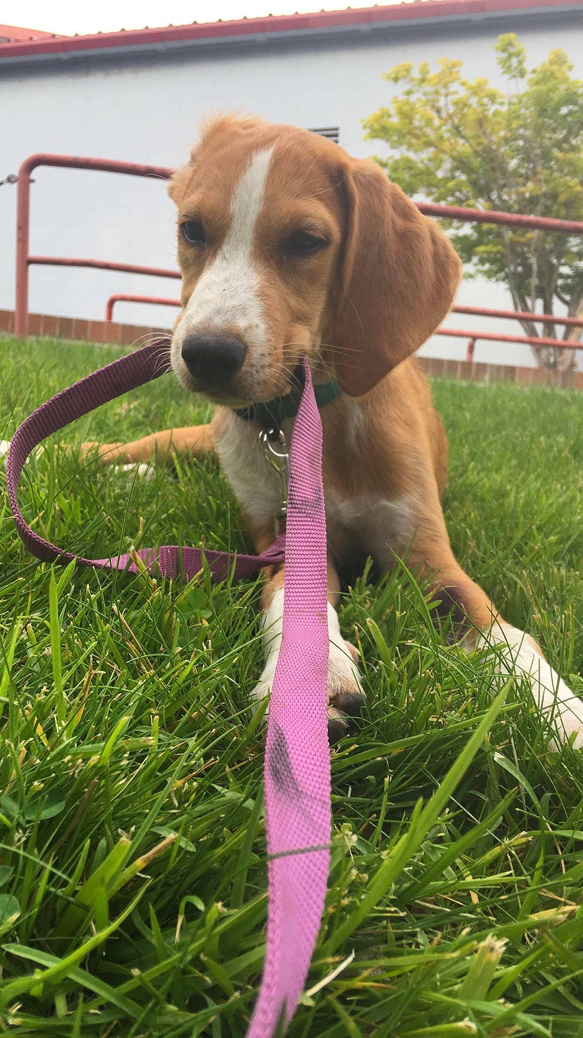 Daisy Duke joined the competition — help win amazing prizes! american_foxhound, basset_artesien_normand, beagle, beagle_harrier, canidae, carnivore, dog, dog_breed, english_coonhound, estonian_hound, harrier, hound, hunting_dog, mammal, posavac_hound, rare_breed_dog, snout, sporting_group, treeing_walker_coonhound, vertebrate