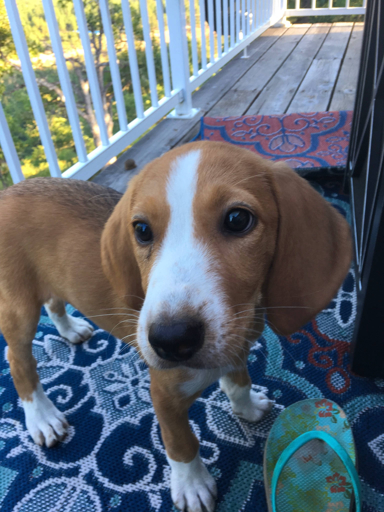 Daisy Duke is registered to the contest to win money with this photo: american_foxhound, beagador, beagle, beagle_harrier, canidae, carnivore, dog, dog_breed, drever, estonian_hound, finnish_hound, grand_anglo_francais_tricolore, hamiltonstovare, harrier, mammal, posavac_hound, serbian_tricolour_hound, snout, treeing_walker_coonhound, vertebrate