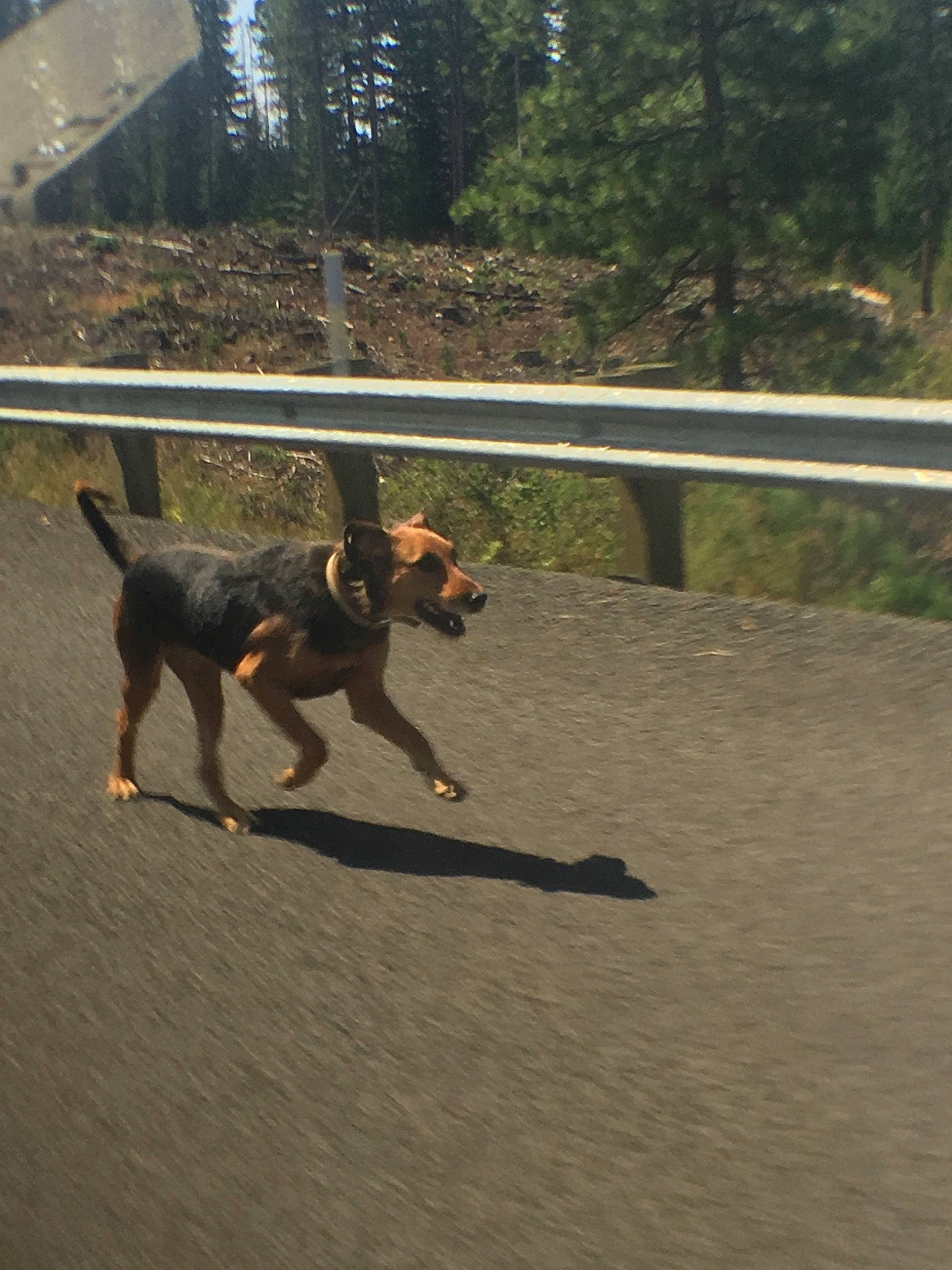 Darla is registered to the contest to win money with this photo: canidae, carnivore, dog, dog_breed, german_pinscher, guard_dog, huntaway, hunting_dog, jagdterrier, mammal, tail, working_dog