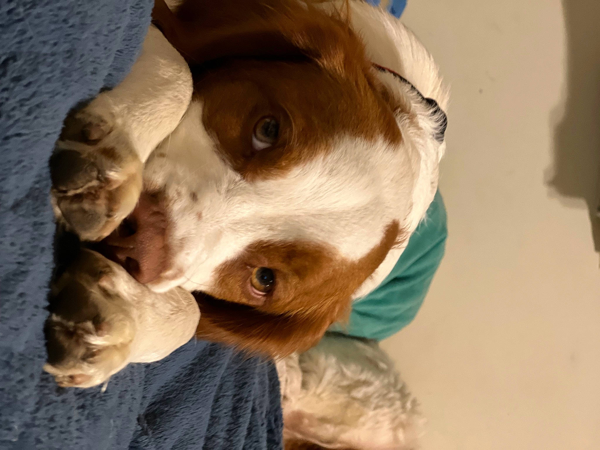 Maverick is registered to the contest to win money with this photo: canidae, carnivore, companion_dog, dog, dog_breed, dress, ear, eyelash, fawn, fur, jaw, liver, personal_protective_equipment, selfie, snout, sporting_group, sunglasses, whiskers, working_animal, wrinkle