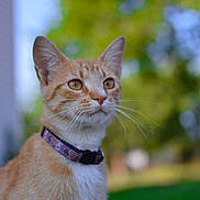 Margo joined the competition — help win amazing prizes! cat, orange_tabby, collar, whiskers, outdoor, greenery, blurred_background, animal, pet, feline, portrait, nature, closeup, daylight, ears, eyes, muzzle, fur, calm, domestic_cat