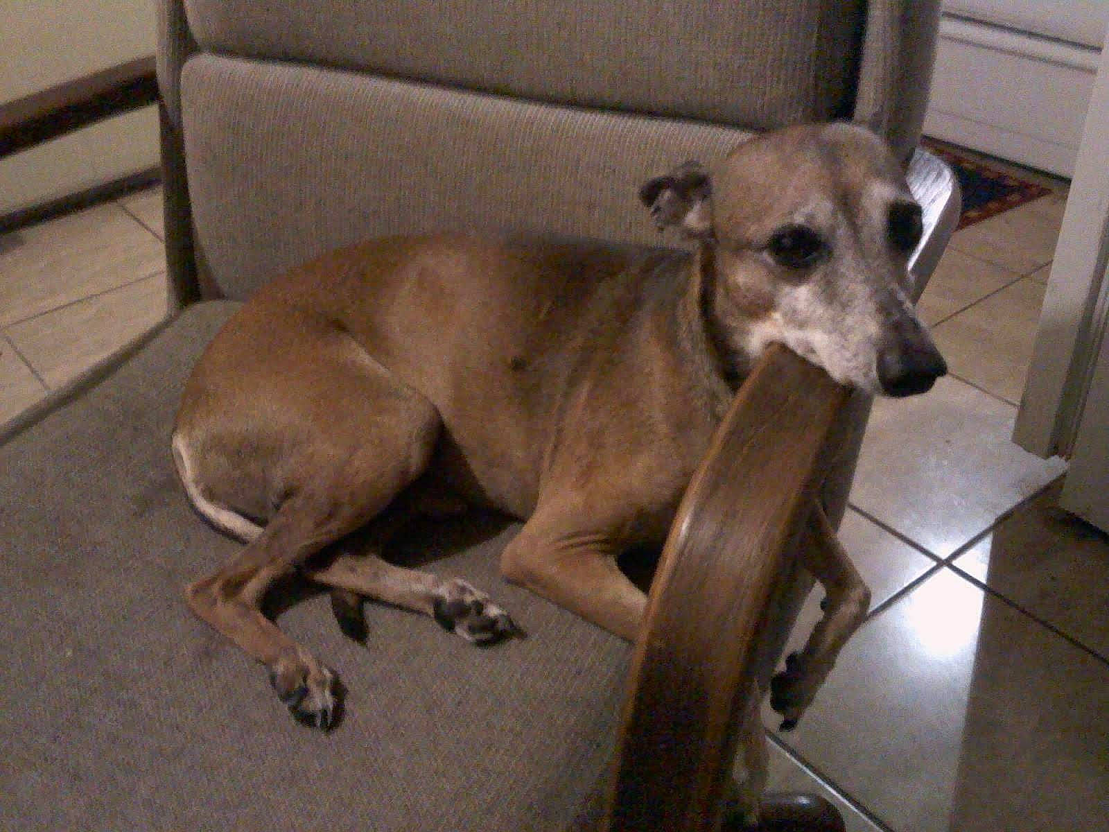 Pumkin is registered to the contest to win money with this photo: canidae, carnivore, collar, comfort, companion_dog, dog, dog_breed, dog_collar, dog_supply, fawn, flooring, liver, metal, snout, sporting_group, terrestrial_animal, toy_dog, whiskers, wood, working_animal