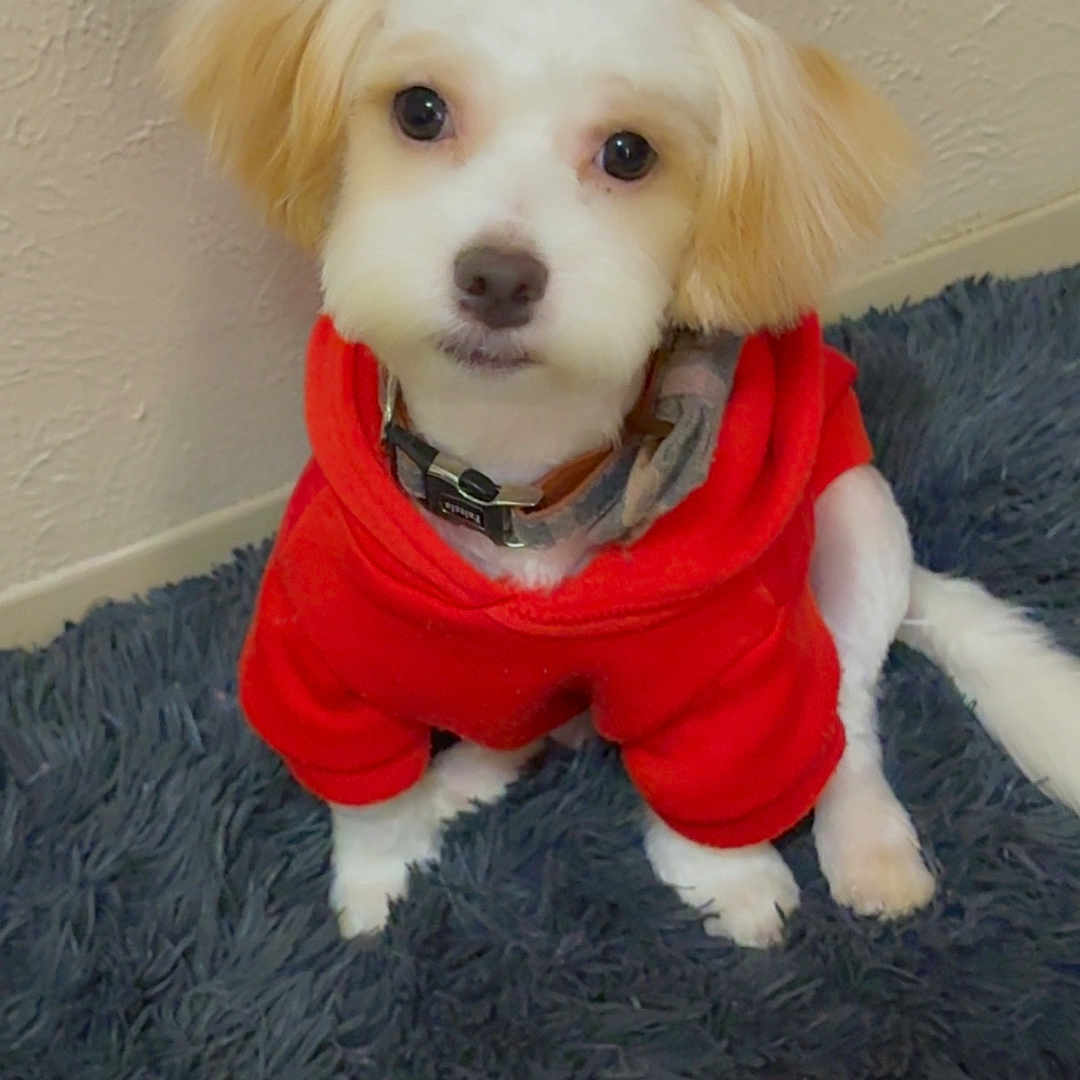 Oliver is registered to the contest to win money with this photo: adorable, animal, blue_rug, collar, cozy, cute, dog, fur, furry, home, indoor, light_brown_ears, pet, portrait, puppy, red_hoodie, sitting, small_dog, textured_wall, white_fur