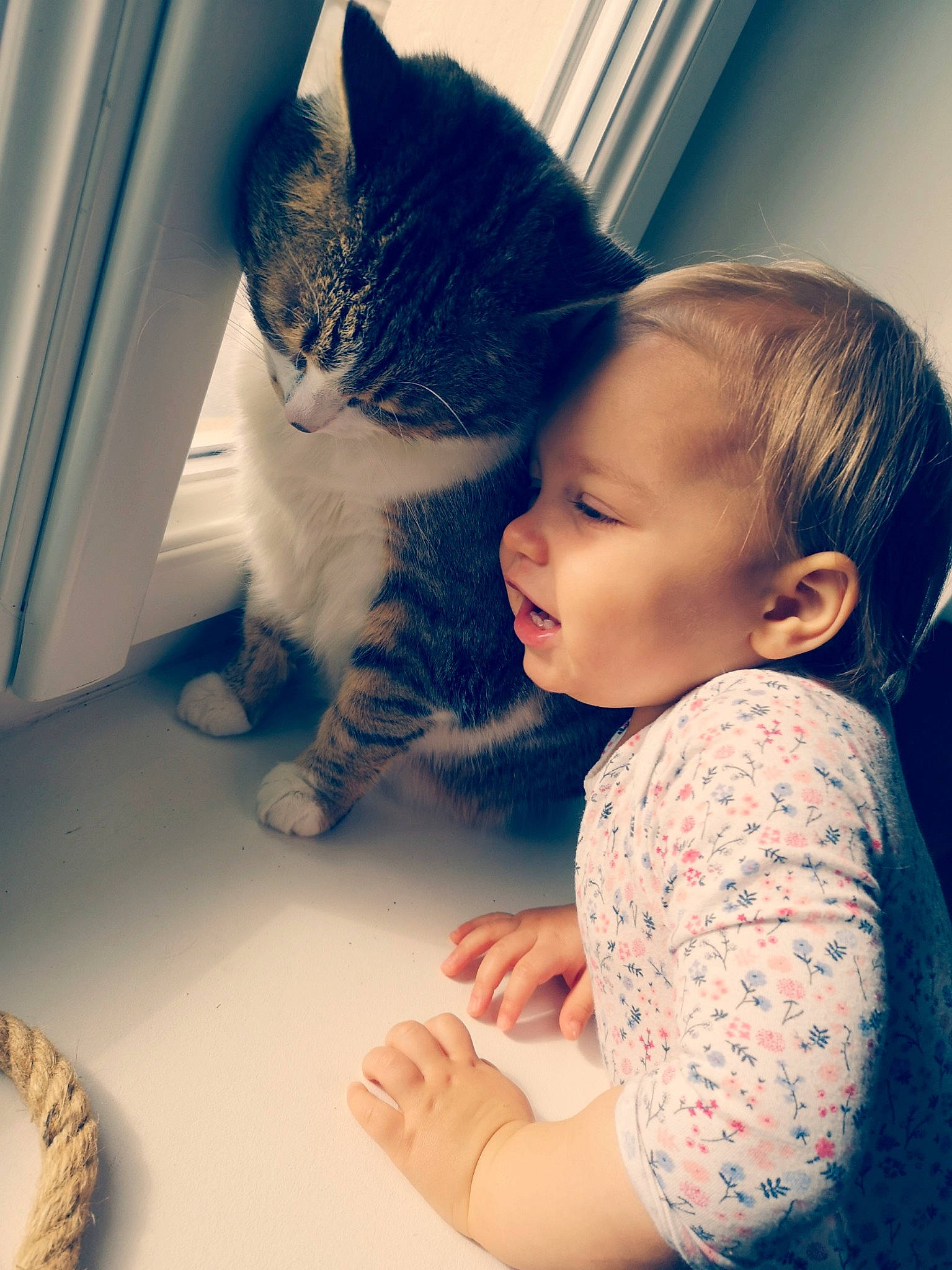 Cookie a rejoint le concours — aidez-le/la à gagner de superbes lots ! baby, beauty, carnivore, cat, cheek, child, curious, domestic_short_haired_cat, ear, european_shorthair, eye, felidae, fur, kitten, nose, skin, small_to_medium_sized_cats, snapshot, toddler, whiskers