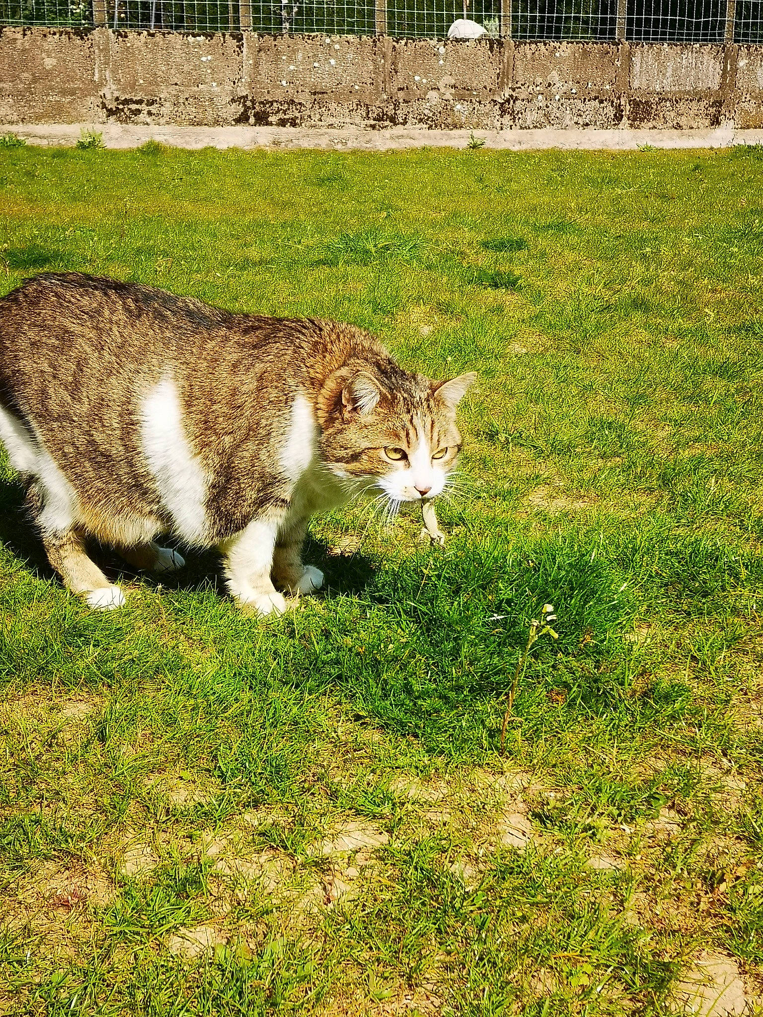 Cookie a rejoint le concours — aidez-le/la à gagner de superbes lots ! carnivore, cat, domestic_short_haired_cat, european_shorthair, felidae, grass, mammal, plant, small_to_medium_sized_cats, tail, vertebrate, whiskers, wildlife