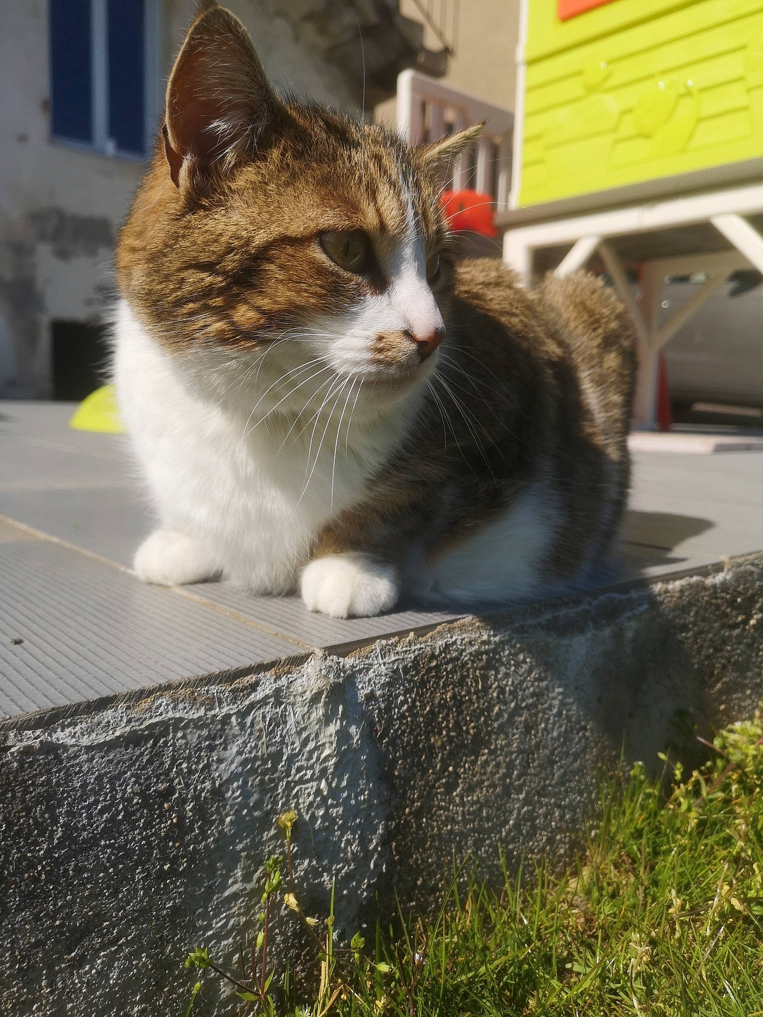 Cookie participe au concours pour gagner de l'argent avec cette photo : aegean_cat, carnivore, cat, domestic_short_haired_cat, european_shorthair, felidae, grass, kitten, plant, polydactyl_cat, small_to_medium_sized_cats, snout, tabby_cat, whiskers