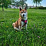 dog, shiba_inu, harness, grass, wildflowers, trees, meadow, outdoor, nature, pet, canine, sitting, greenery, sky, houses, landscape, summer, field, animal, daytime